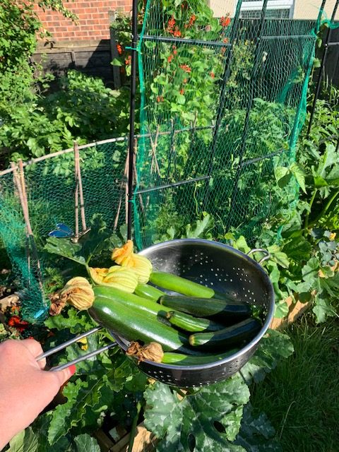 A hand holds a colander filled with courgettes, while behind lots of green plants grow up different garden canes and arched